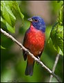_1SB2710 painted bunting
